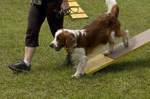 Dog Training Sarasota FL