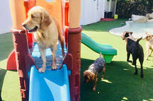 Dog World Sarasota | Doggy Day Care